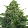 Twilight feminised Dutch Passion Seeds