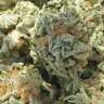 купить мощные семена конопли White Magic feminised купить мощные семена конопли White Magic feminised