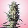 купить семена конопли White Strawberry Skunk feminised купить семена конопли White Strawberry Skunk feminised