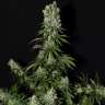 купить семена конопли Киев White Strawberry Skunk feminised купить семена конопли Киев White Strawberry Skunk feminised
