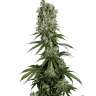 купить семена конопли медицинской White Strawberry Skunk feminised купить семена конопли медицинской White Strawberry Skunk feminised
