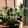 семена культурной конопли купить Auto Super Skunk feminised GanjaLiveSeeds семена культурной конопли купить Auto Super Skunk feminised GanjaLiveSeeds