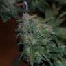 семена конопли Украина Auto Super Skunk feminised GanjaLiveSeeds семена конопли Украина Auto Super Skunk feminised GanjaLiveSeeds