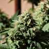 купить семена конопли Auto Super Skunk feminised GanjaLiveSeeds купить семена конопли Auto Super Skunk feminised GanjaLiveSeeds