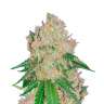 Качественные семена конопли Auto Royal Gorilla feminised Ganja Seeds Качественные семена конопли Auto Royal Gorilla feminised Ganja Seeds