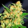 Bruce Banner feminised Ganja Seeds Bruce Banner feminised Ganja Seeds