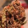 Bruce Banner feminised Ganja Seeds Bruce Banner feminised Ganja Seeds