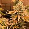 Bruce Banner feminised Ganja Seeds Bruce Banner feminised Ganja Seeds