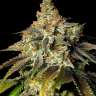 семена мощной конопли Bruce Banner feminised
 семена мощной конопли Bruce Banner feminised