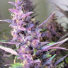 купить семена конопли мощных сортов Shaman feminised
 купить семена конопли мощных сортов Shaman feminised