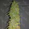 семена конопли в украине Auto Super Sweet feminised
 семена конопли в украине Auto Super Sweet feminised