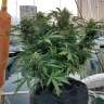 купить семена конопли White Widow feminised купить семена конопли White Widow feminised