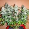 семена конопли Auto Alakol feminised Bang Seeds семена конопли Auto Alakol feminised Bang Seeds