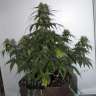семена конопли Киев Auto Alakol feminised Bang Seeds семена конопли Киев Auto Alakol feminised Bang Seeds
