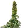 семена конопли Киев Auto Sweet Tooth feminised GanjaLiveSeeds семена конопли Киев Auto Sweet Tooth feminised GanjaLiveSeeds