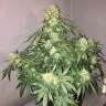 семена конопли индика Auto Sweet Tooth feminised GanjaLiveSeeds семена конопли индика Auto Sweet Tooth feminised GanjaLiveSeeds