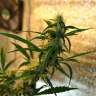 семена конопли Auto Sweet Tooth feminised GanjaLiveSeeds семена конопли Auto Sweet Tooth feminised GanjaLiveSeeds