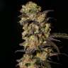 купить семена конопли в Украине 1024 feminised купить семена конопли в Украине 1024 feminised