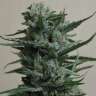 купить семена конопли 1024 feminised купить семена конопли 1024 feminised