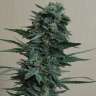 купить семена конопли в оригинальных упаковках 1024 feminised купить семена конопли в оригинальных упаковках 1024 feminised