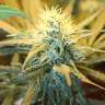 купить качественные семена конопли 1024 feminised купить качественные семена конопли 1024 feminised