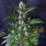 купить семена сортовой конопли 1024 feminised купить семена сортовой конопли 1024 feminised