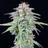 мощные сорта конопли Auto Fruit feminised
 мощные сорта конопли Auto Fruit feminised