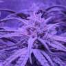 где заказать семена конопли Auto Fruit feminised где заказать семена конопли Auto Fruit feminised