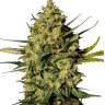 купить семена конопли качественные Mountain Kush feminised купить семена конопли качественные Mountain Kush feminised