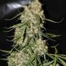 купить семена мощных сортов конопли Mountain Kush feminised купить семена мощных сортов конопли Mountain Kush feminised