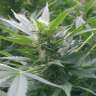 купить семена конопли сорта сатива Mountain Kush feminised  купить семена конопли сорта сатива Mountain Kush feminised