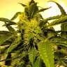 купить мощные семена конопли Beyond the Brain regular