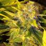 купить семена конопли дешево Beyond the Brain regular
