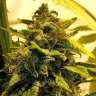 купить семена конопли гидропоники Beyond the Brain regular