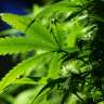 купить семена конопли марихуаны Beyond the Brain regular