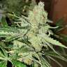 Auto Altay feminised Bang Seeds Auto Altay feminised Bang Seeds