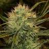 Auto Altay feminised Bang Seeds Auto Altay feminised Bang Seeds