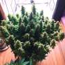 Семена марихуаны Auto Glueberry O.G. feminised Ganja Seeds Семена марихуаны Auto Glueberry O.G. feminised Ganja Seeds