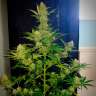 Недорогие семена марихуаны Auto Glueberry O.G. feminised Ganja Seeds Недорогие семена марихуаны Auto Glueberry O.G. feminised Ganja Seeds