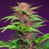 Auto Mimosa Bruce Banner XL feminised Ganja Seeds Auto Mimosa Bruce Banner XL feminised Ganja Seeds