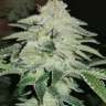 семена конопли автики Auto Chemdawg feminised
