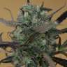 Auto Chemdawg feminised Ganja Seeds
