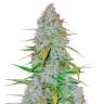 Семена каннабиса Auto Snow Queen feminised Ganja Seeds