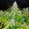 Семена марихуаны Auto Snow Queen feminised Ganja Seeds