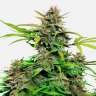 Качественные семена марихуаны Auto Snow Queen feminised Ganja Seeds
