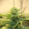 семена конопли в Украине Auto Big Bang feminised GanjaLiveSeeds