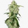заказать качественные семена конопли Auto Big Bang feminised GanjaLiveSeeds
