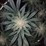 семена конопли в Украине Auto Tutankhamon feminised GanjaLiveSeeds семена конопли в Украине Auto Tutankhamon feminised GanjaLiveSeeds