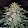 семена культурной конопли купить Auto Tutankhamon feminised GanjaLiveSeeds семена культурной конопли купить Auto Tutankhamon feminised GanjaLiveSeeds