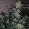 семена конопли индика Auto Tutankhamon feminised GanjaLiveSeeds семена конопли индика Auto Tutankhamon feminised GanjaLiveSeeds